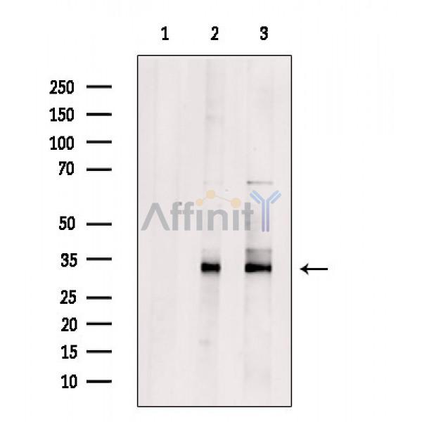 OR6J1 Antibody - Western blot analysis of extracts from various samples, using OR6J1 Antibody.