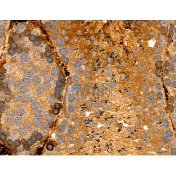 DDIT3/CHOP Antibody - DF6025 at 1/100 staining Mouse testis tissue by IHC-P.