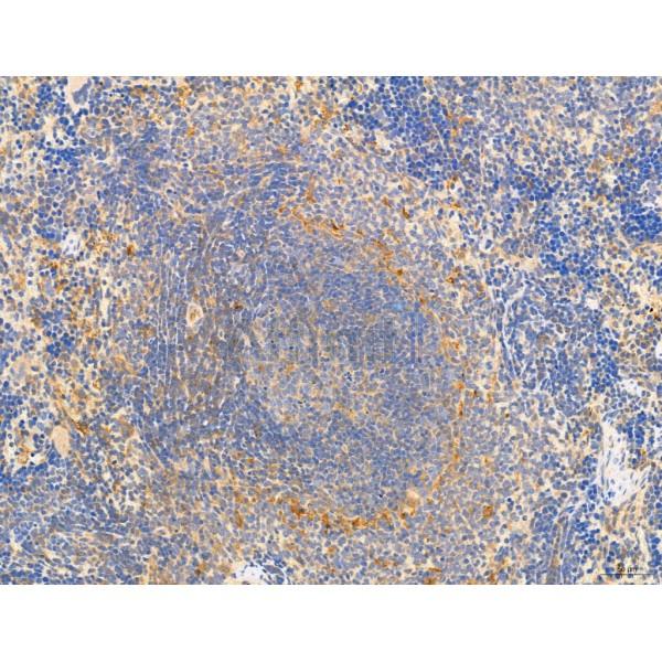 DDIT3/CHOP Antibody - DF6025 at 1/100 staining Rat spleen tissue by IHC-P.