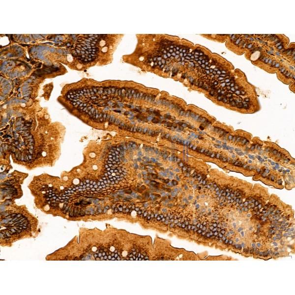 DDIT3/CHOP Antibody - DF6025 at 1/100 staining Mouse colon tissue by IHC-P.