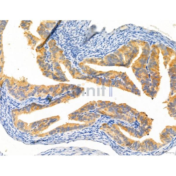 DDIT3/CHOP Antibody - DF6025 at 1/100 staining Rat ovary tissue by IHC-P.