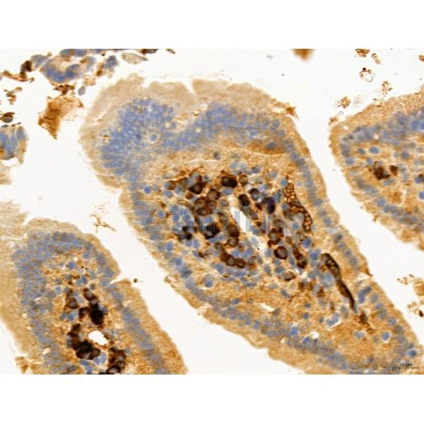 RANKL Antibody - DF7006 at 1/100 staining Mouse colon tissue by IHC-P.