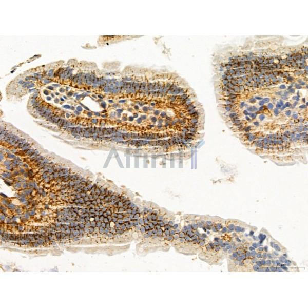 KISS1R Antibody - DF7123 at 1/100 staining Mouse colon tissue by IHC-P.