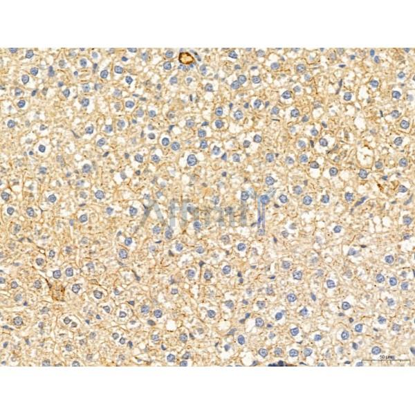 KISS1R Antibody - DF7123 at 1/100 staining Rat liver tissue by IHC-P.