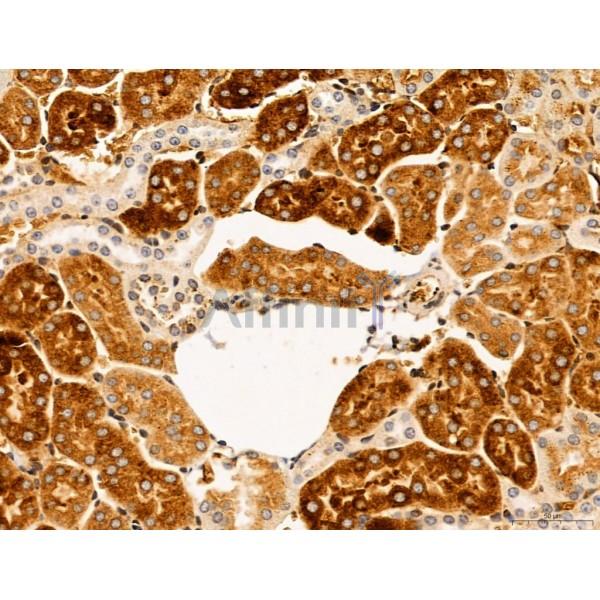 SLC22A8 Antibody - DF7196 at 1/100 staining Mouse kidney tissue by IHC-P.