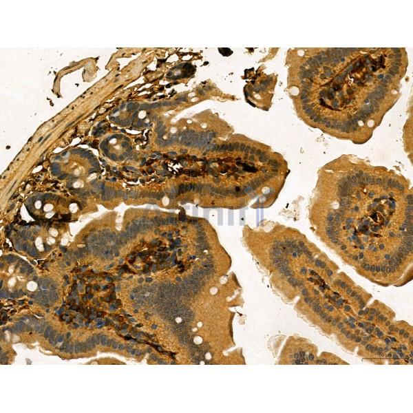 MUC16 Antibody - DF7989 at 1/100 staining Mouse colon tissue by IHC-P.