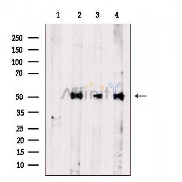RBBP7 Antibody - Western blot analysis of extracts from various samples, using RBBP7 Antibody.