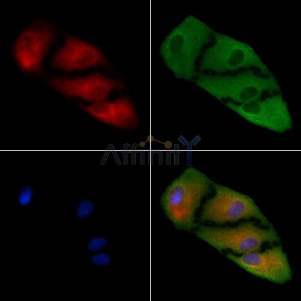 LEFTY2 Antibody - DF8330 staining A549 cells by IF/ICC.