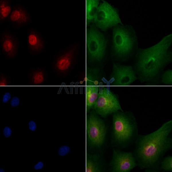 POU5F2 Antibody - DF9089 staining A549 cells by IF/ICC.