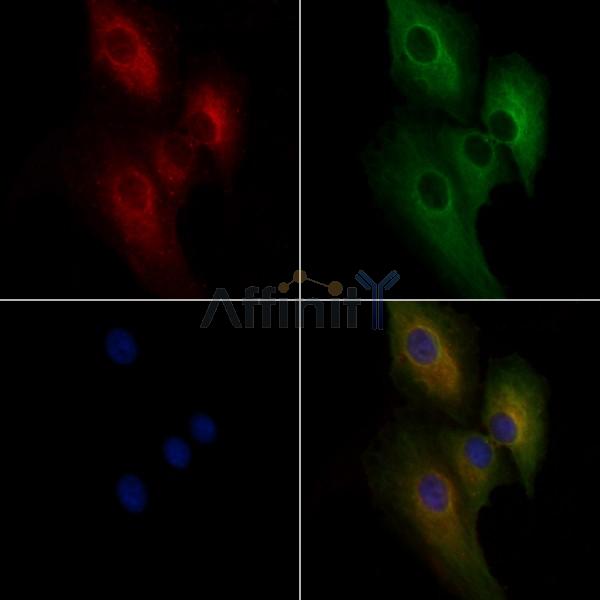 ABCA9 Antibody - DF9248 staining A549 cells by IF/ICC.