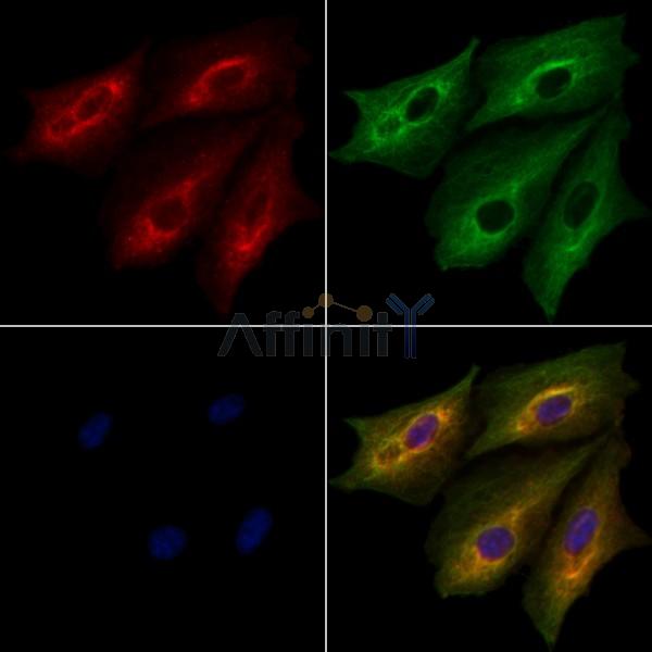 PITPNA Antibody - DF9746 staining A549 cells by IF/ICC.