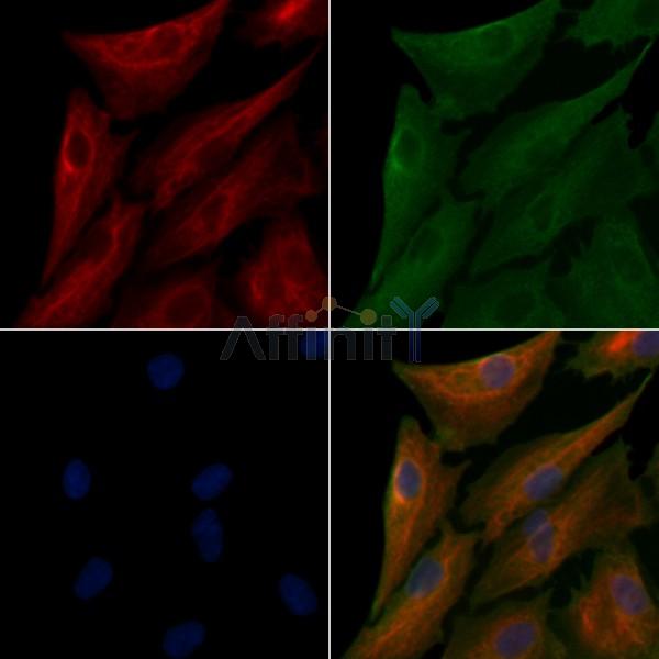 Cytokeratin 7 Antibody - AF0195 staining A549 cells by IF/ICC.