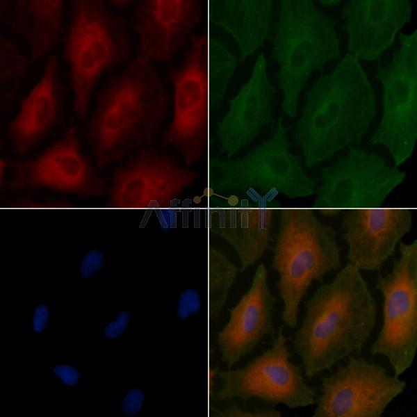 TSPAN8 Antibody - AF0362 staining A549 cells by IF/ICC.