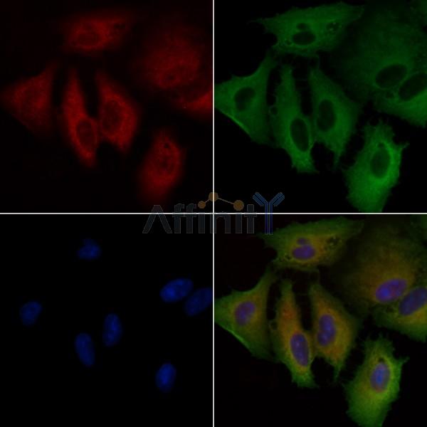 GPRIN1 Antibody - AF0664 staining A549 cells by IF/ICC.