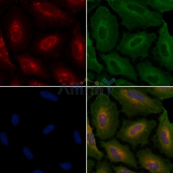 PPIF Antibody - DF3147 staining A549 cells by IF/ICC.