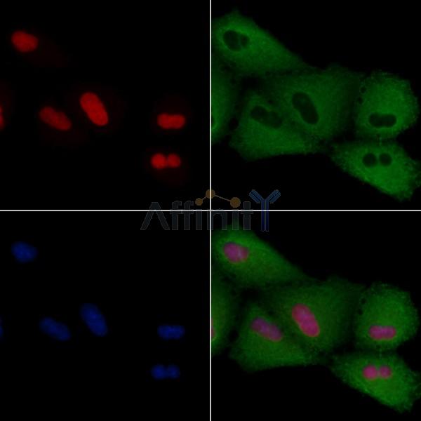 PITX1 Antibody - DF3224 staining A549 cells by IF/ICC.