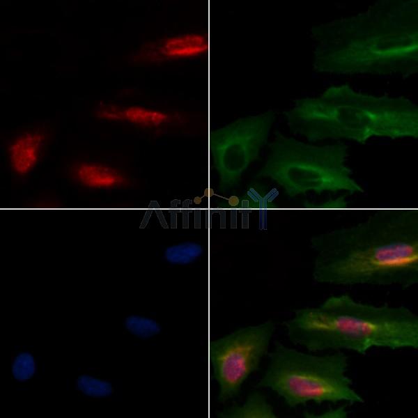 POU4F1 Antibody - DF4771 staining A549 cells by IF/ICC.