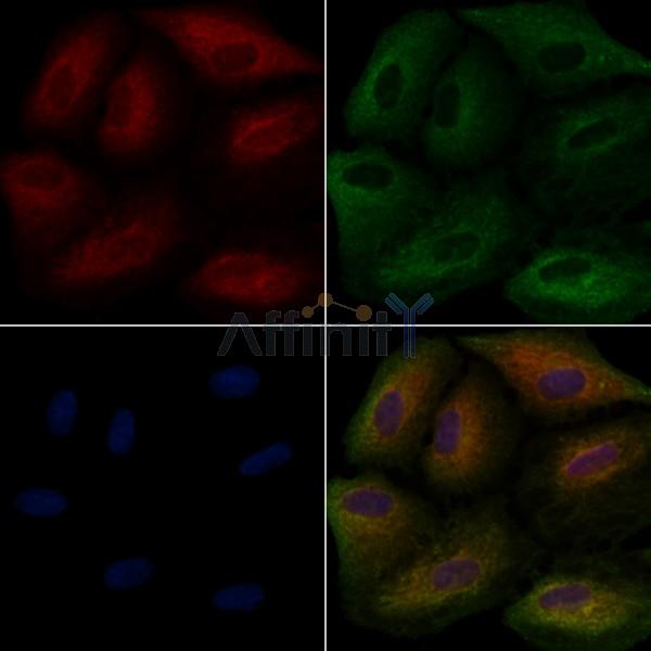 LY75 Antibody - DF4810 staining A549 cells by IF/ICC.