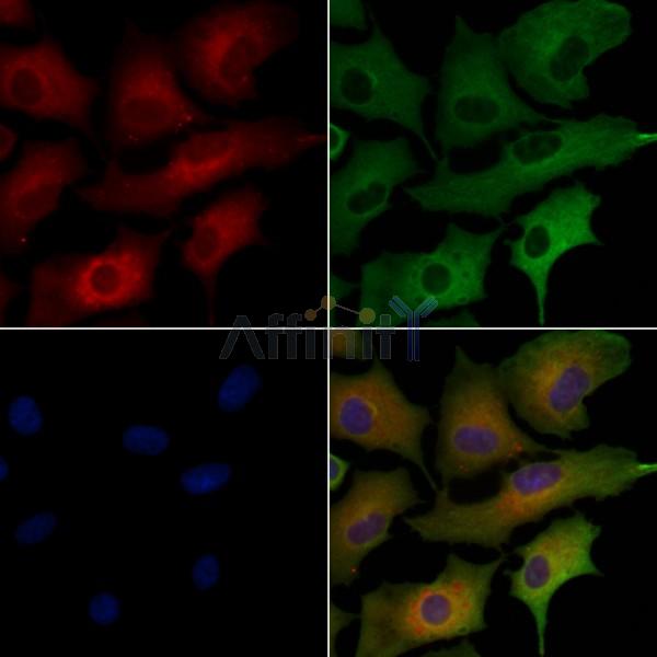 OR52E4 Antibody - DF5193 staining A549 cells by IF/ICC.