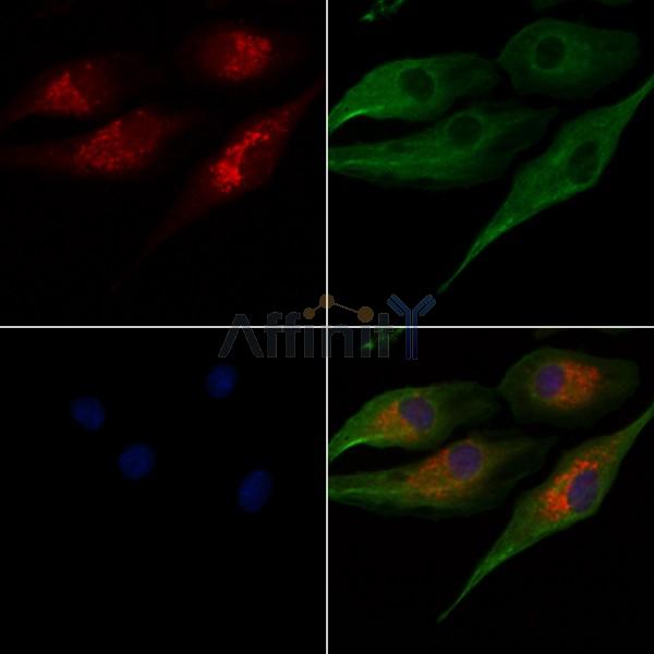 OR52E5 Antibody - DF5194 staining A549 cells by IF/ICC.