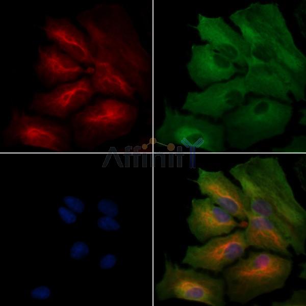 OR2F2 Antibody - DF5199 staining A549 cells by IF/ICC.