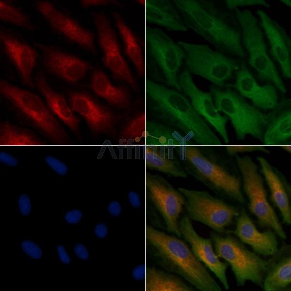 OR51A4 Antibody - DF5201 staining A549 cells by IF/ICC.