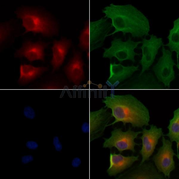 OR6J1 Antibody - DF5206 staining A549 cells by IF/ICC.