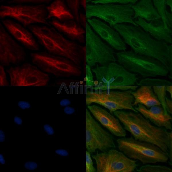 TAS2R45 Antibody - DF5215 staining A549 cells by IF/ICC.