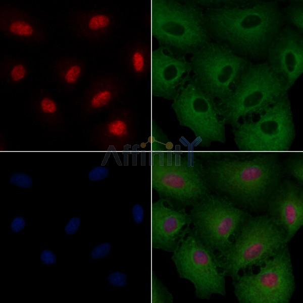 NeuN Antibody - DF6145 staining A549 cells by IF/ICC.