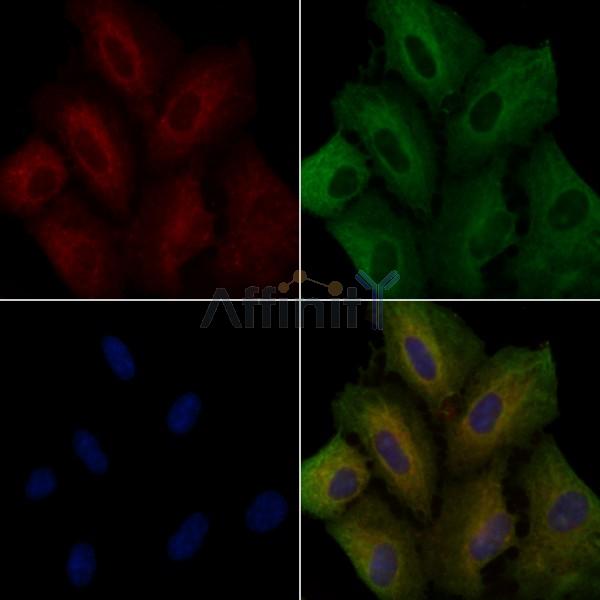 CD86 Antibody - DF6332 staining A549 cells by IF/ICC.