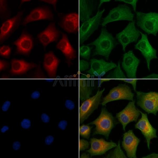 ICAM3 Antibody - DF7993 staining A549 cells by IF/ICC.