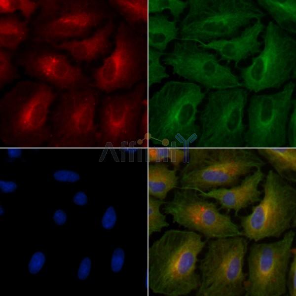 PON3 Antibody - DF8108 staining A549 cells by IF/ICC.