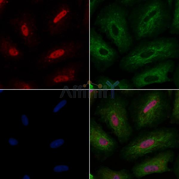 A-Myb Antibody - AF9007 staining A549 cells by IF/ICC.