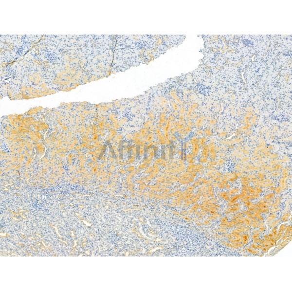 PKLR Antibody - DF12221 at 1/100 staining Rat kidney tissue by IHC-P.