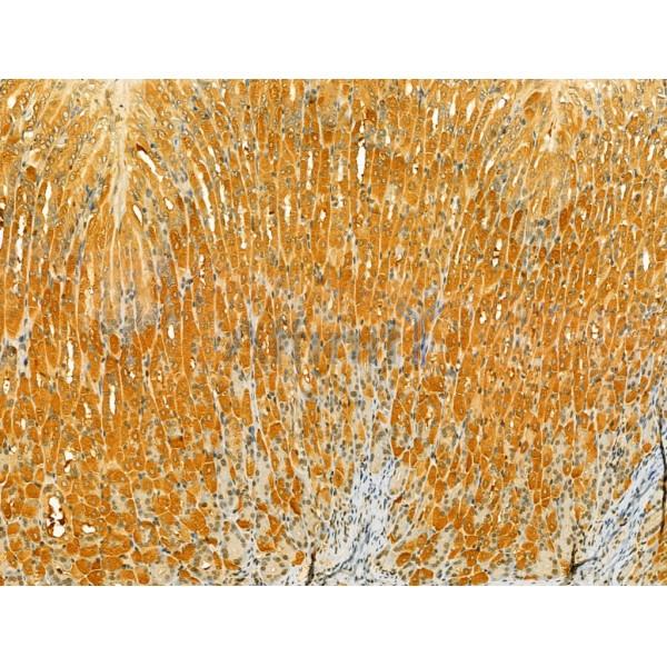 PKLR Antibody - DF12221 at 1/100 staining Mouse stomach tissue by IHC-P.