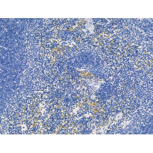 PPPDE1/PNAS4 Antibody - DF12222 at 1/100 staining Mouse spleen tissue by IHC-P.
