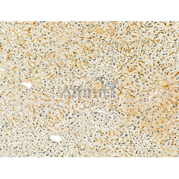 PRSS8 Antibody - DF12224 at 1/100 staining Mouse liver tissue by IHC-P.