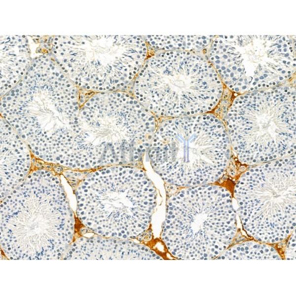 PRSS8 Antibody - DF12224 at 1/100 staining Mouse testis tissue by IHC-P.