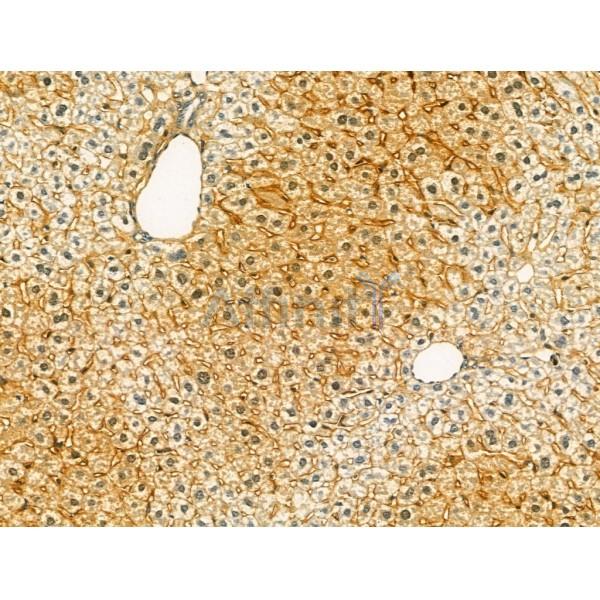 SECISBP2 Antibody - DF12228 at 1/100 staining Mouse liver tissue by IHC-P.