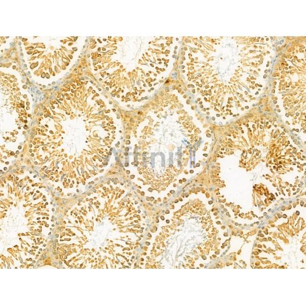 SECISBP2 Antibody - DF12228 at 1/100 staining Rat testis tissue by IHC-P.