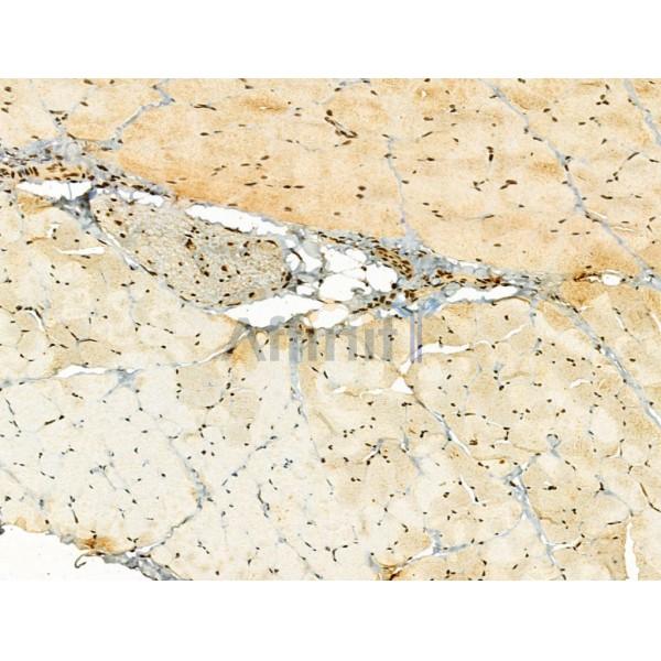 TLE3 Antibody - DF12237 at 1/100 staining Rat skin tissue by IHC-P.