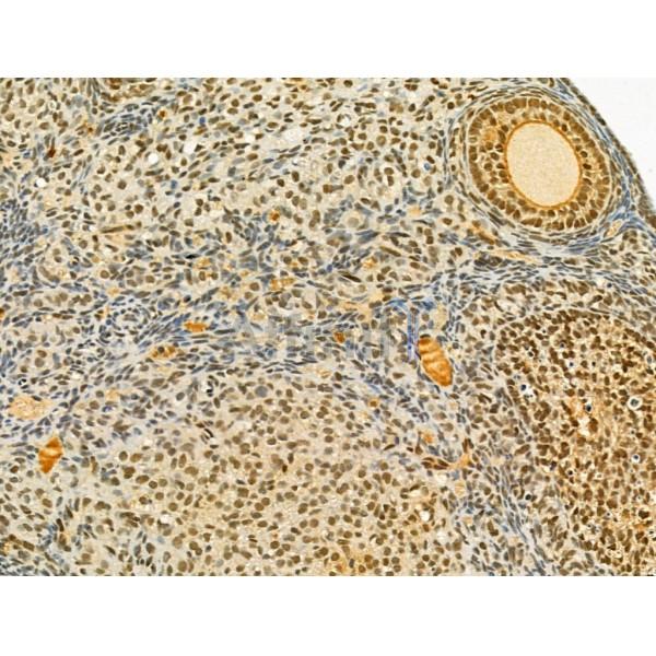 TLE3 Antibody - DF12237 at 1/100 staining Mouse ovary tissue by IHC-P.
