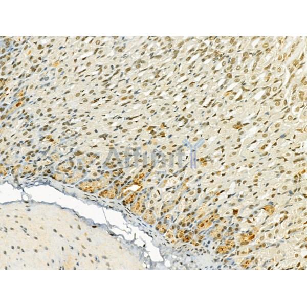 TLE3 Antibody - DF12237 at 1/100 staining Mouse stomach tissue by IHC-P.