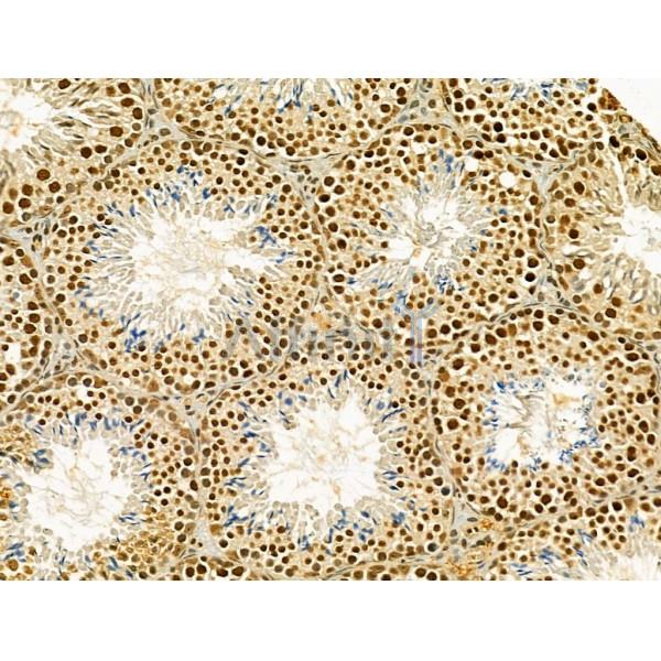TLE3 Antibody - DF12237 at 1/100 staining Mouse testis tissue by IHC-P.