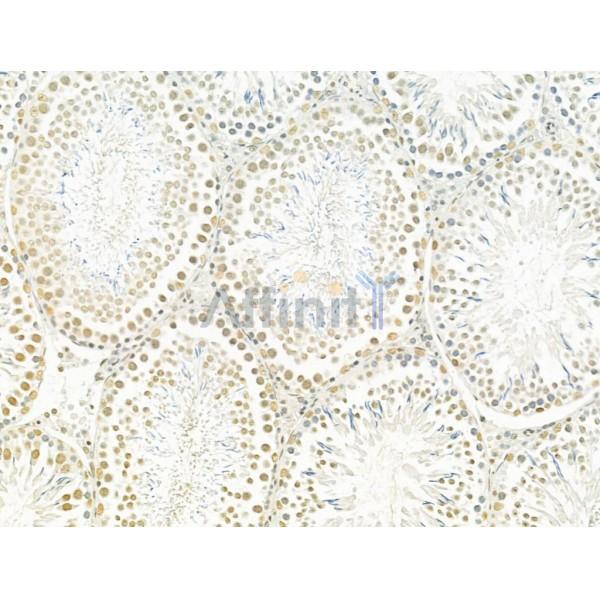 TLE3 Antibody - DF12237 at 1/100 staining Rat stomach tissue by IHC-P.