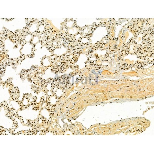 TLE3 Antibody - DF12237 at 1/100 staining Rat lung tissue by IHC-P.