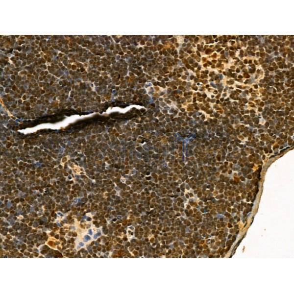 TLE3 Antibody - DF12237 at 1/100 staining Mouse thymus tissue by IHC-P.