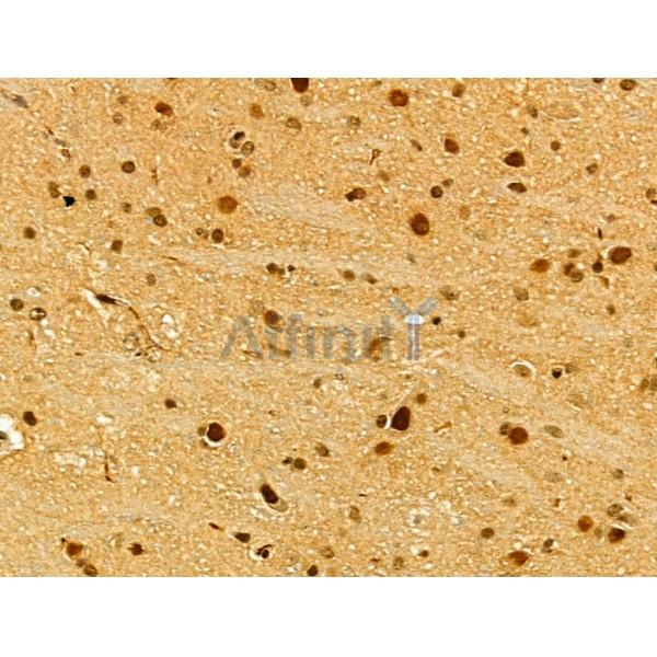 TLE3 Antibody - DF12237 at 1/100 staining Mouse brain tissue by IHC-P.