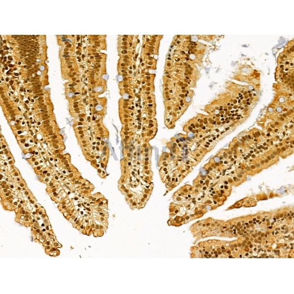 TLE3 Antibody - DF12237 at 1/100 staining Mouse colon tissue by IHC-P.