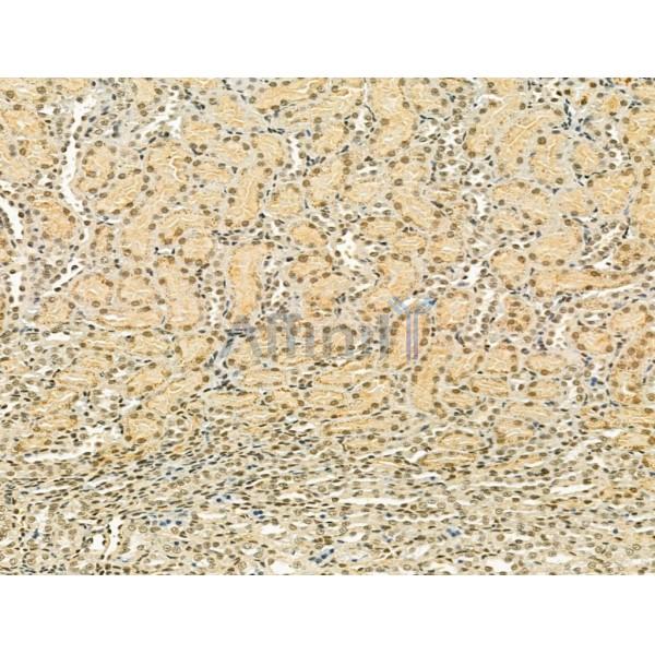TLE3 Antibody - DF12237 at 1/100 staining Rat kidney tissue by IHC-P.